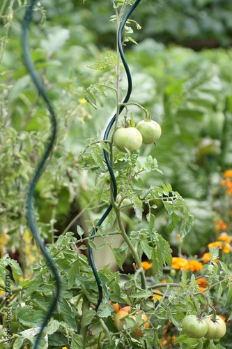 plants de tomates au jardin potager photo