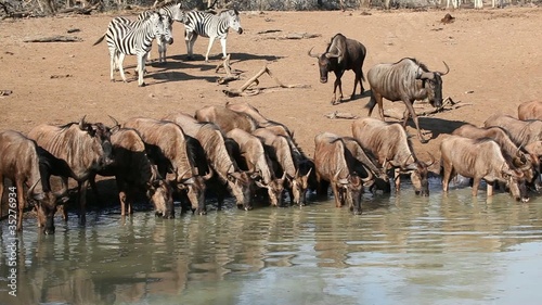 Zebras and wildebeest drinking water, Mkuze, South Africa photo