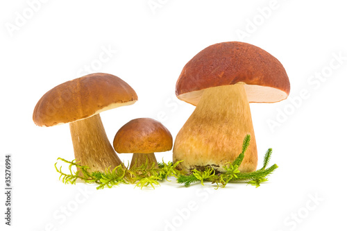 three wild mushroom (Boletus pinophilus) close-up