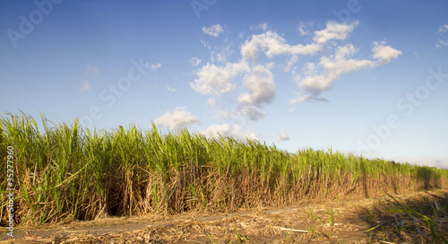 Champ de canne à sucre à l'époque de la récolte photo