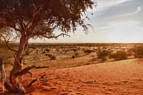 Kalahari, Namibia photo