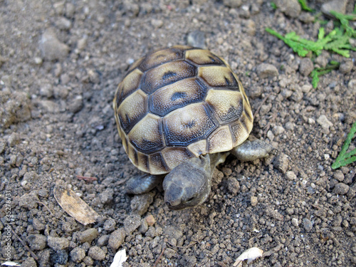 Spur-thighed tortoise