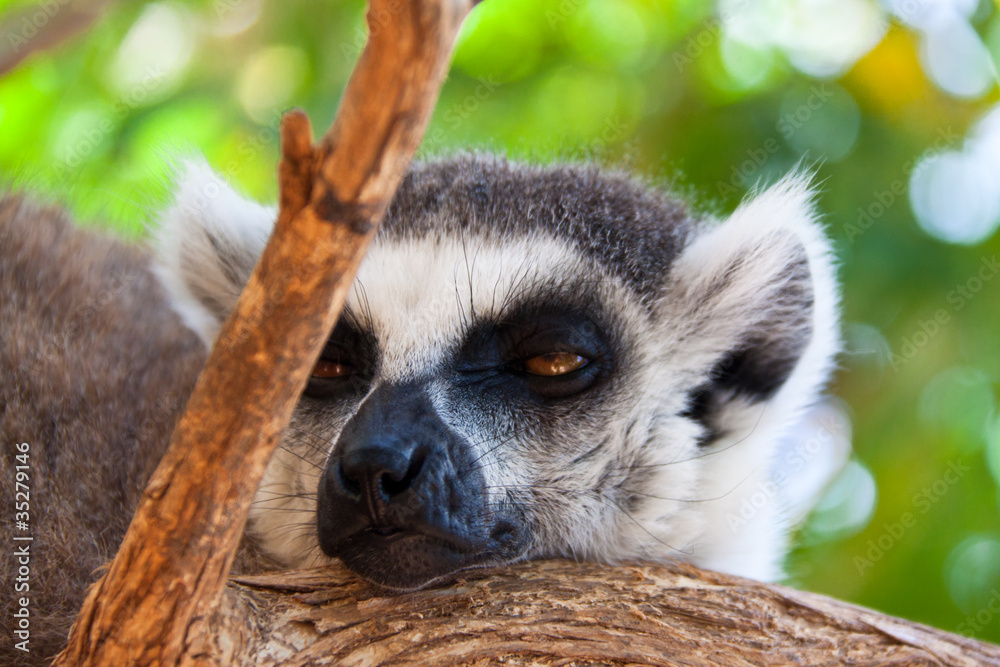 Obraz premium Лемур спит на ветке дерева