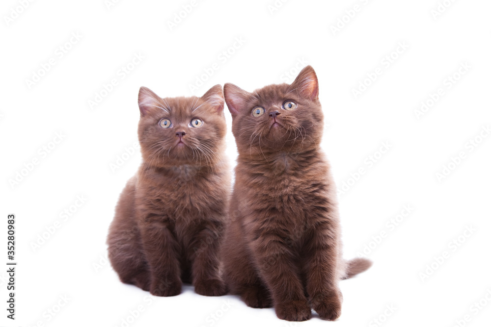 two chestnut British kittens on isolated white background