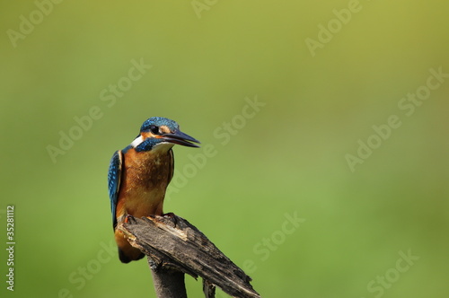 The Common Kingfisher (Alcedo atthis) photo