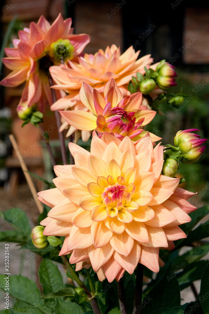 Dahlien