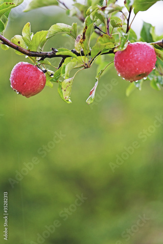Reife Äpfel am Baum