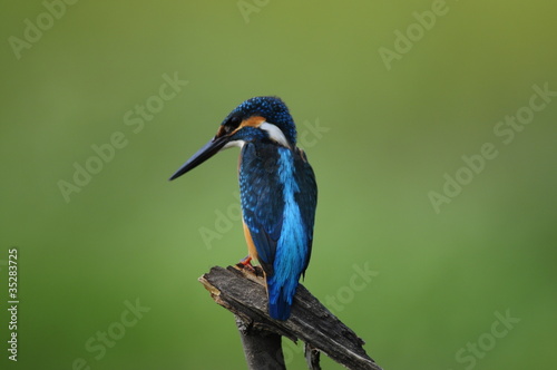 The Common Kingfisher (Alcedo atthis) © PROMA