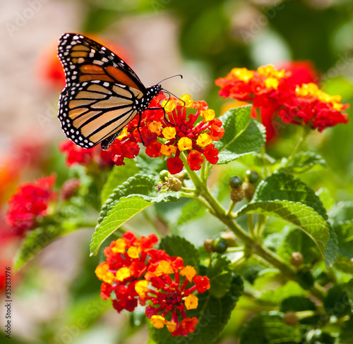 Feeding Monarch Butterfly © Jeff Schultes