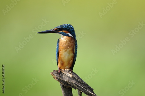 The Common Kingfisher (Alcedo atthis) photo