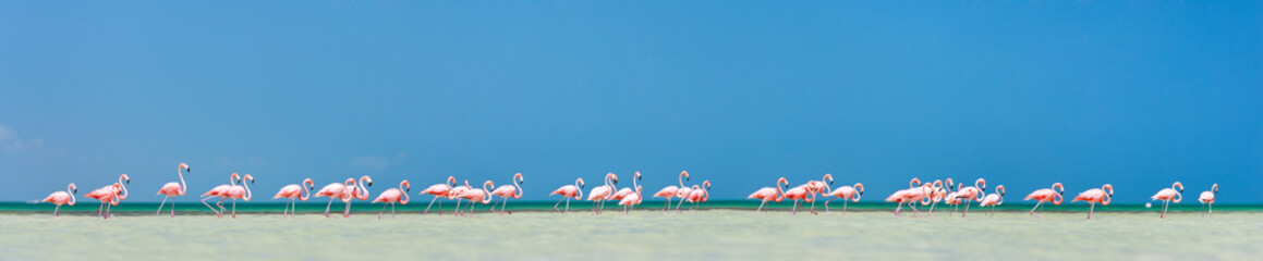 Poster Flamingo Panorama van roze flamingo's groep  © TravelPhotoBloggers