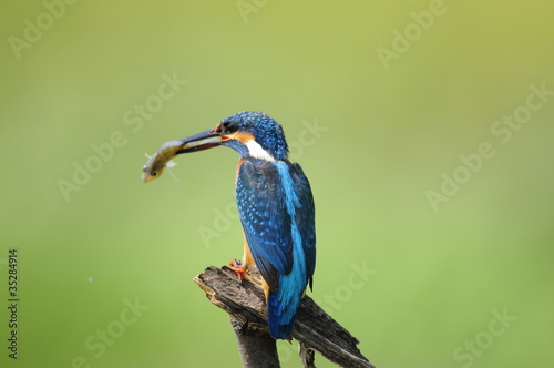 The Common Kingfisher (Alcedo atthis) with fish