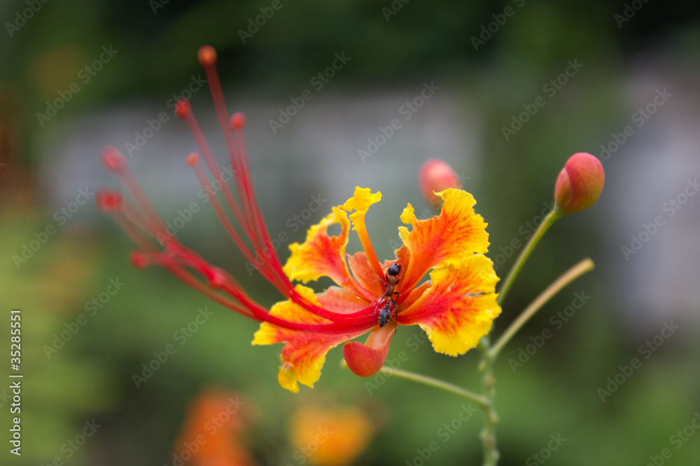 flowers yellow red : Pride of Barbados, Peacock's Crest. flowers yellow red : Pride of Barbados, Peacock's Crest.