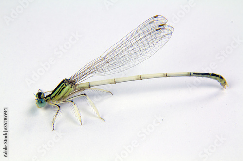 a dragonfly on a white background
