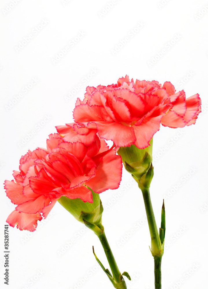 Red chrysanthemum flowers isolated on white background Red chrysanthemum flowers isolated on white background