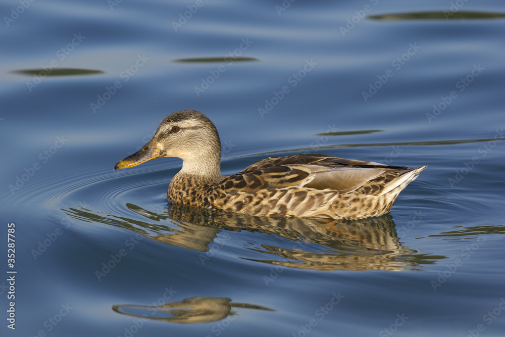Female mallard duck Female mallard duck