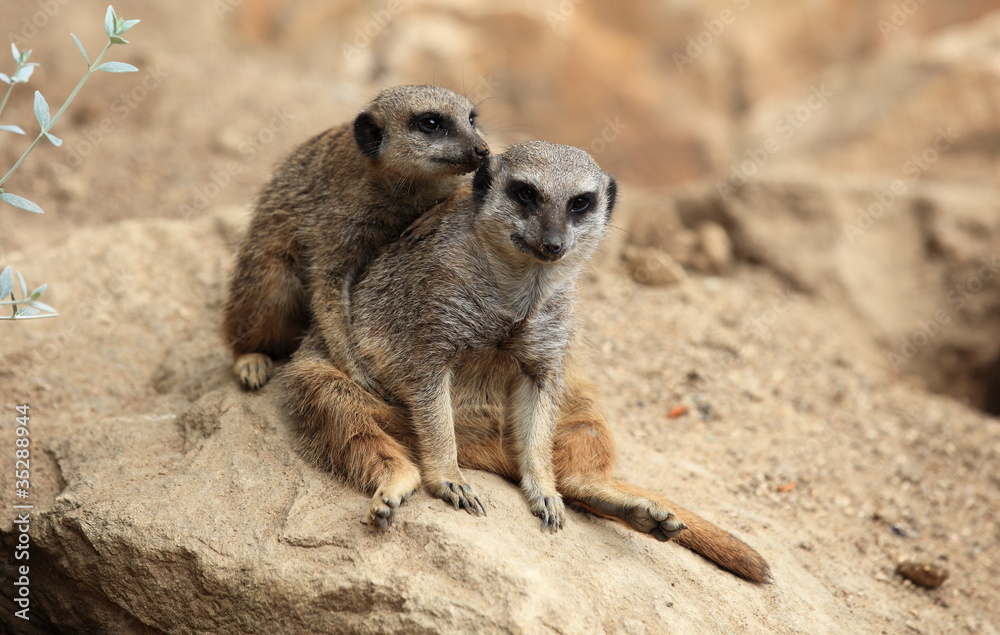 suricates suricates