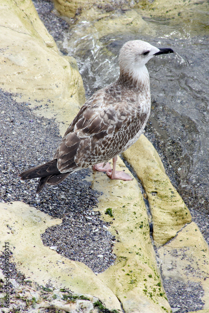 Fototapeta premium Seagull resting on rock