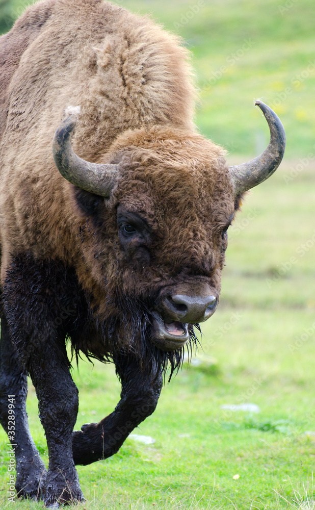 buffalo charging in field