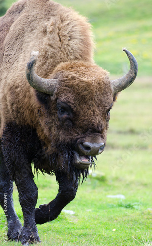buffalo charging in field