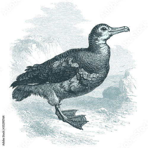 Albatros
