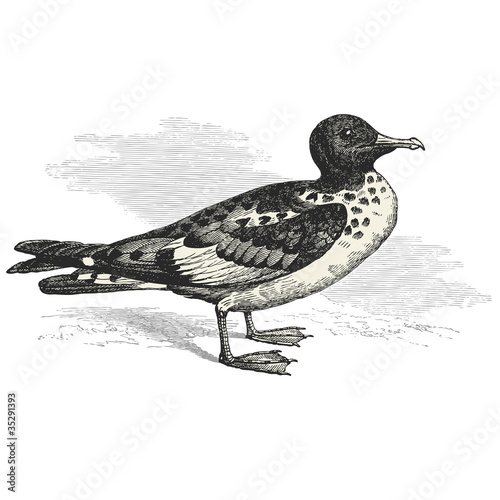 Petrel