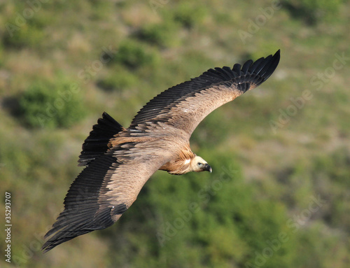 vautour en vol © Arnaud LATHUILLE