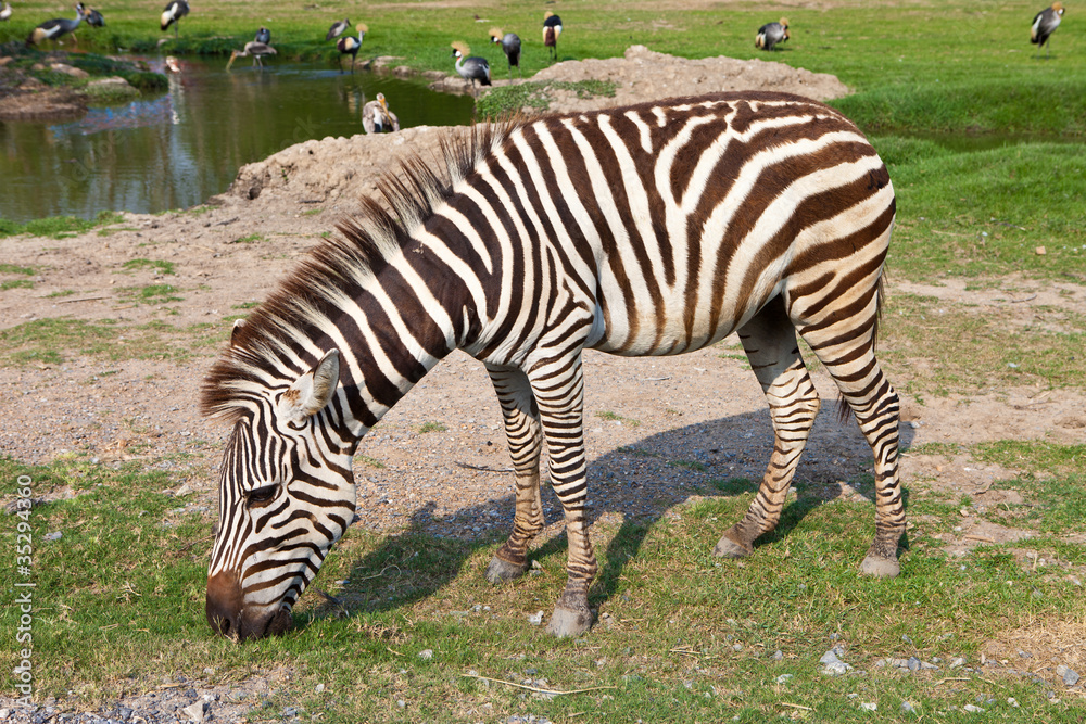 Zebra Zebra