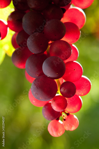 Weinreben 11.182