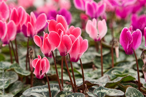 Tableau sur toile Lots of Cyclamen Flowers