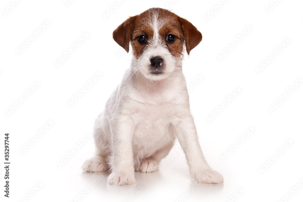 Jack Russell and  puppy on white