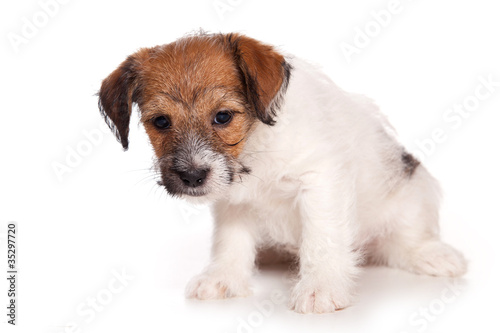 Fototapeta Naklejka Na Ścianę i Meble -  Jack Russell and  puppy on white