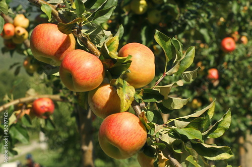 un verger de pommiers
