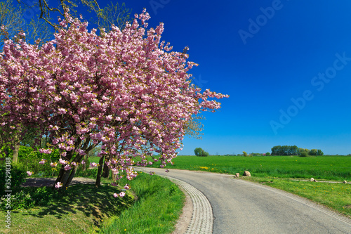 Pink cherry tree blossom