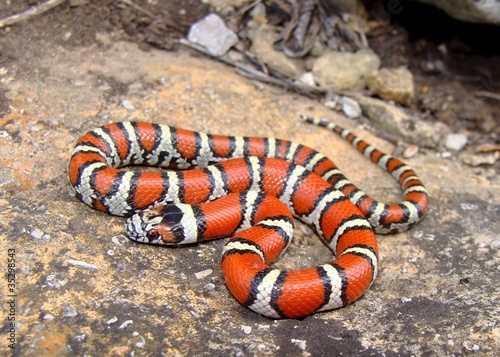 Juvenile Red Milk Snake, Lampropeltis triangulum syspila