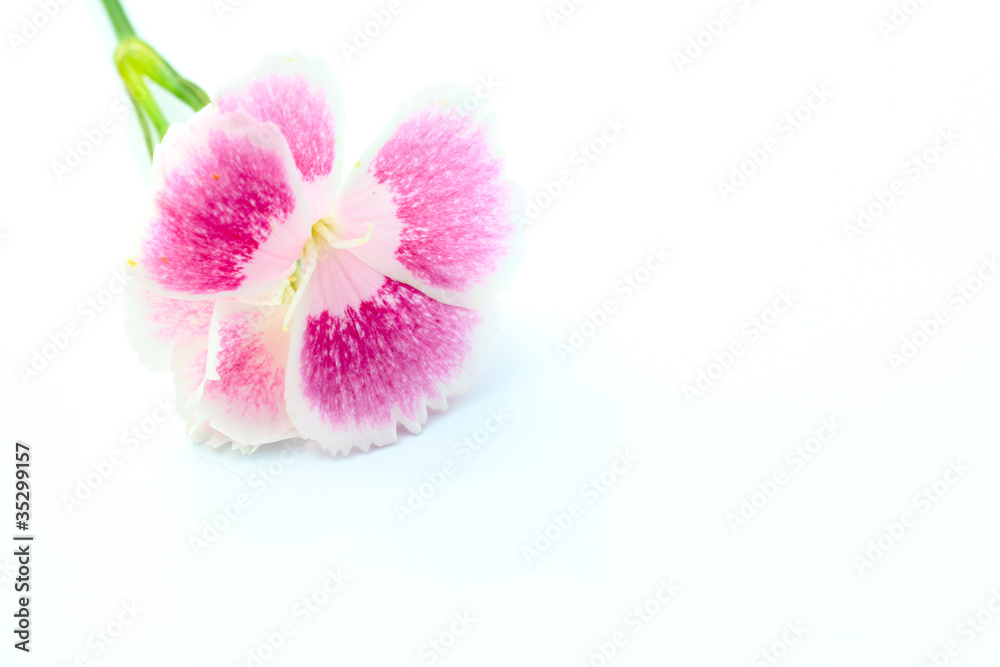 Dianthus / Gift Flower Dianthus / Gift Flower