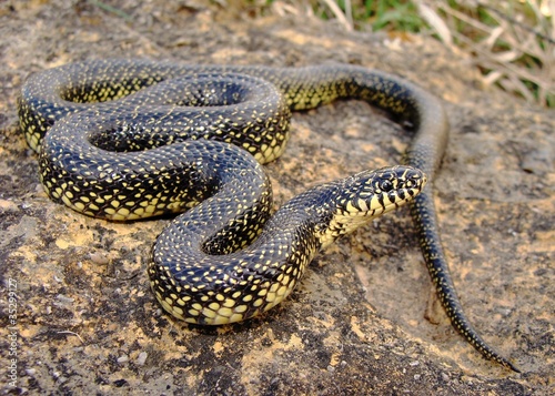 Speckled Kingsnake, Lampropeltis getula holbrooki photo