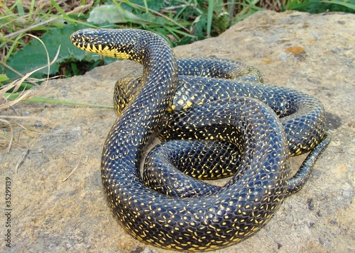 Large snake-eating Kingsnake, Lampropeltis getula holbrooki