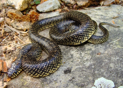 Common Kingsnake, Lampropeltis getula holbrooki subspecies