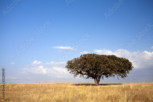 single tree in the field - Alentejo - Portugal