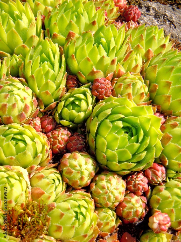 Obraz premium Jovibarba globifera