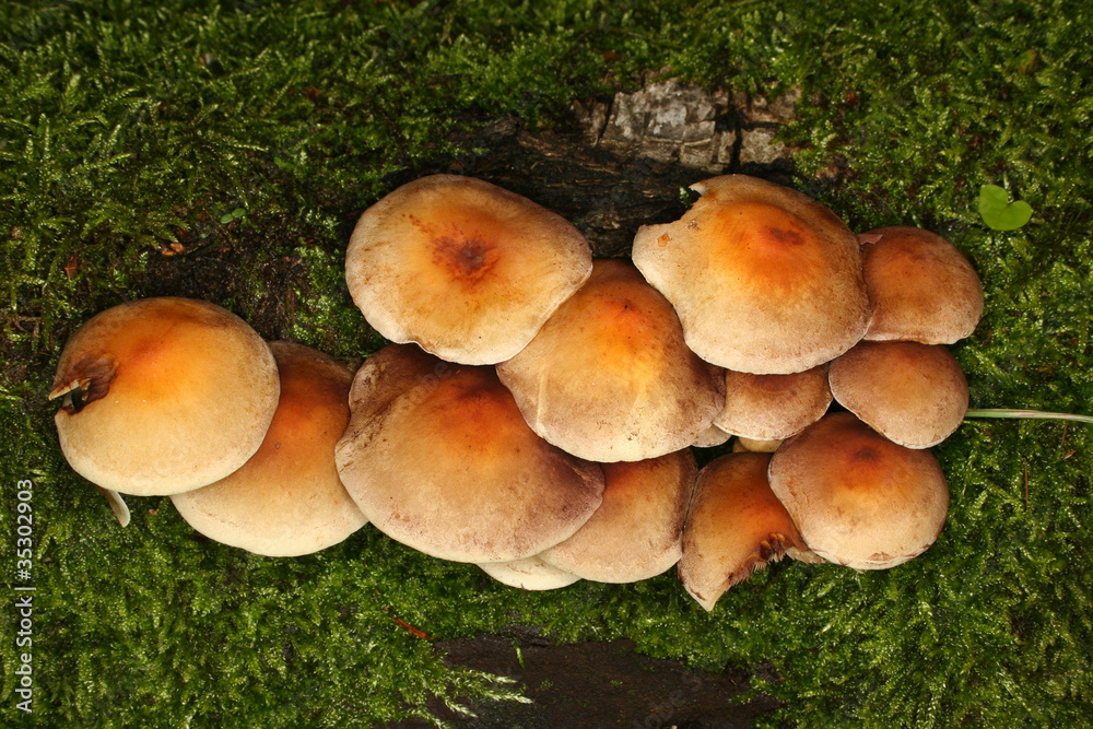 Schwefelköpfe (Hypholoma fasciculare)