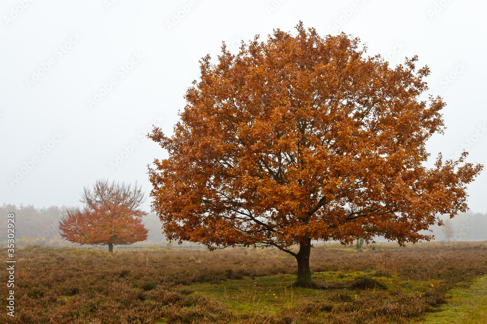 Autumn birch tree Autumn birch tree