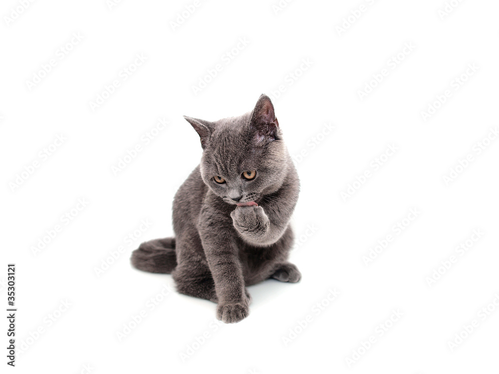 Fototapeta premium British cat isolated