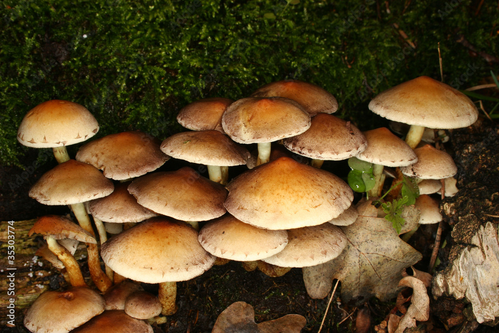 Schwefelköpfe (Hypholoma fasciculare) Schwefelköpfe (Hypholoma fasciculare)