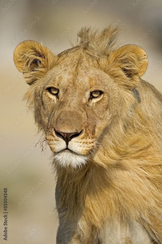 Close-up portrait of young male lion; Panthera leo; Etosha Close-up portrait of young male lion; Panthera leo; Etosha