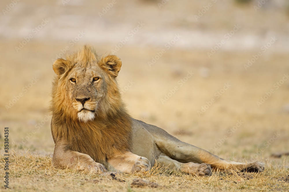 Naklejka premium Male lion laying in open field; Panthera leo; Etosha