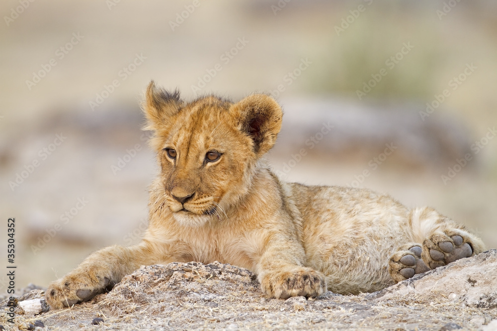 Lion cub lying alone between rocks; Etosha; Panthera leo Lion cub lying alone between rocks; Etosha; Panthera leo