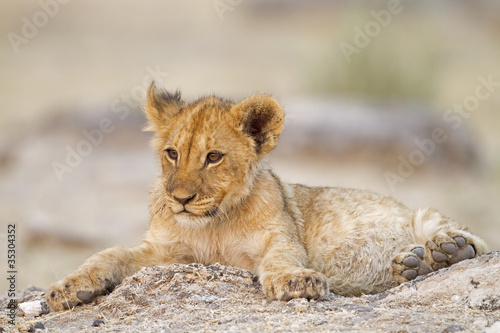 Lion cub lying alone between rocks; Etosha; Panthera leo