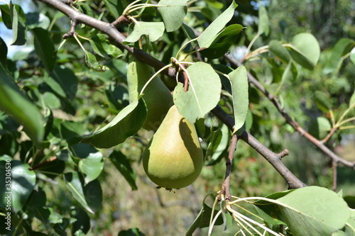pear